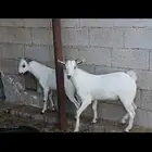 اثنين تيوس محايلي