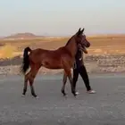 مهر واهو