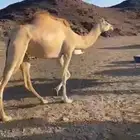 بكره ثنيه مهجنه الرجاء التواصل على الواتس