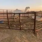 قعود على ولد الحاكم