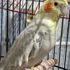 طير كروان