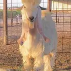 تيس عارضي ابيض صنف