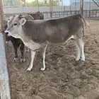 عجله مقنوي سويسري براون صغيره