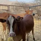 اضم