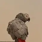 ببغان كاسكو