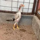 فروخ شامو يباني توب