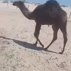 قعود للبيع