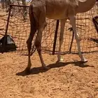 قعود