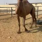 ضريبه صفرا دبيانيهه