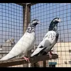 حمام باكستاني تيدي سخي
