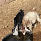 القصيم