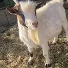 تيس قزمي بيور سبق له الانتاج