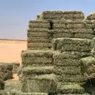 برسيم مخلوط