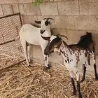 ماعز