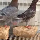 اخوان حمر الدخيل. وانث حمر ابرهة سالم الخرج