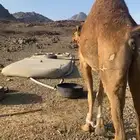 بكره لقحه حمرا