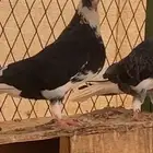 جوز خصم نوف صافي الخرج