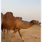 مطلوب ابعير حمر للبيع الي عنده يتواصل