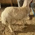 نص ذبيحه طلي حري