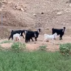 ثلاث حدرها ثلاث عوارض صنف