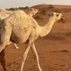 مخللول للبيع