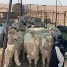 جفار وابوي اغلبها عوارض صفر الصحه شوط