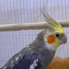 مكه شارع الحج