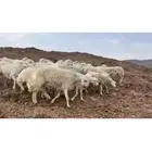 ضان مراح