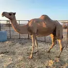 ناقة منتج للبيع