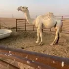 قعود على ولد الحاكم بعير ابن قريع
