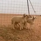 حريات