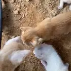 قطط لتبني