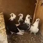 جوز درع مقنبرات معاريف ومنتجه وطائره