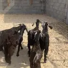 تيوس ذبايح