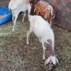 غنم