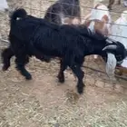 تيس عارضي فل شحم عمر 7 شهور تقريبا