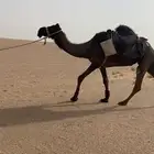 رحول مجهم
