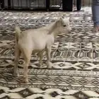 قزمي تيس للبيع