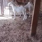 للبيع شاة