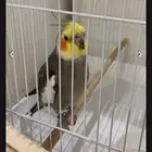 طير كرواني ذكر