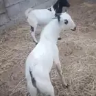 اثنين تيوس محلية