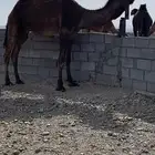 للبيع قعود فريحي الشراي الصامل يتصل على الرقم