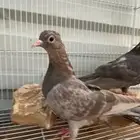 صنعاويات حبتين اناثي