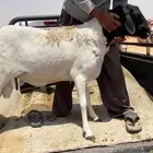 شياه برابر بفحلها