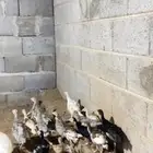 صوص دجاج رومي