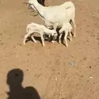 للبيع غنم رفيد دفيع شرط ومواليد