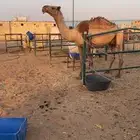 ضريبه صفرا