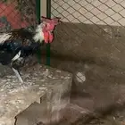 ديكه عربيه العرف تاج مستوا