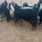 معزا عوارض دفيع قريب بتولد مراح