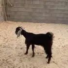 تيس جذع ذبيحه